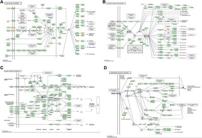 Investigating the molecular mechanism of iguratimod act on SLE using network pharmacology and molecular docking analysis
